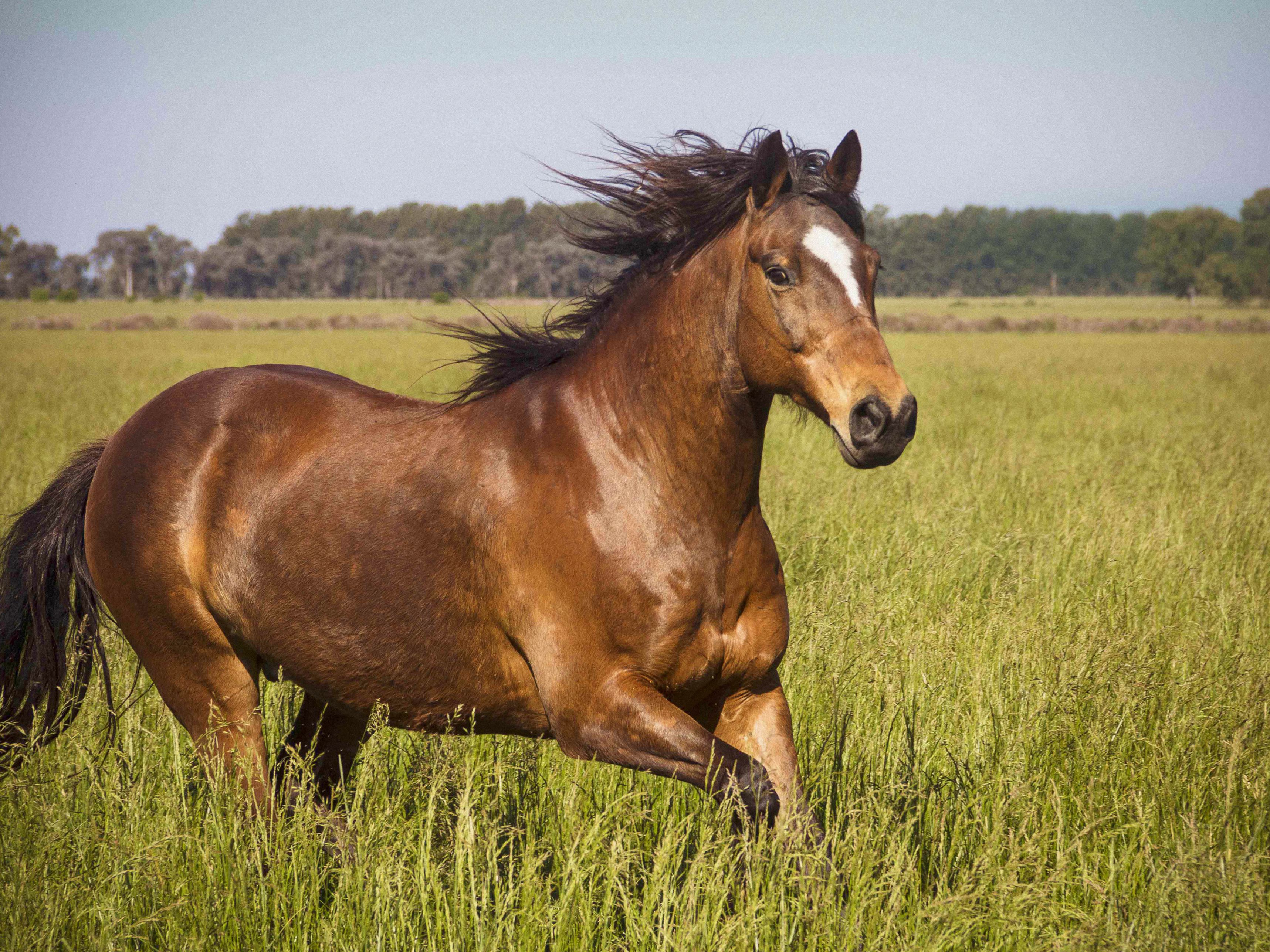 horse galloping in feild of grass
